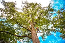 Myrtletown, CA  Tree Services Company