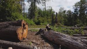 Best Firewood Processing and Delivery  in Myrtletown, CA