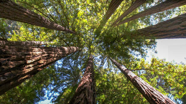 Best Tree Trimming and Pruning  in Myrtletown, CA