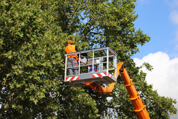 Best Leaf Removal  in Myrtletown, CA