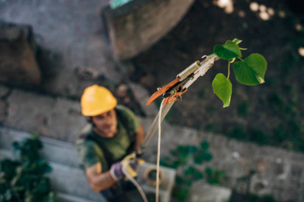 Best Hedge Trimming  in Myrtletown, CA