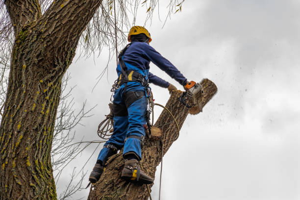 Why Choose Our Tree Removal Services in Myrtletown, CA?