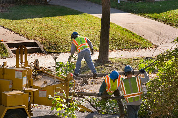 Best Tree Disease Treatment  in Myrtletown, CA