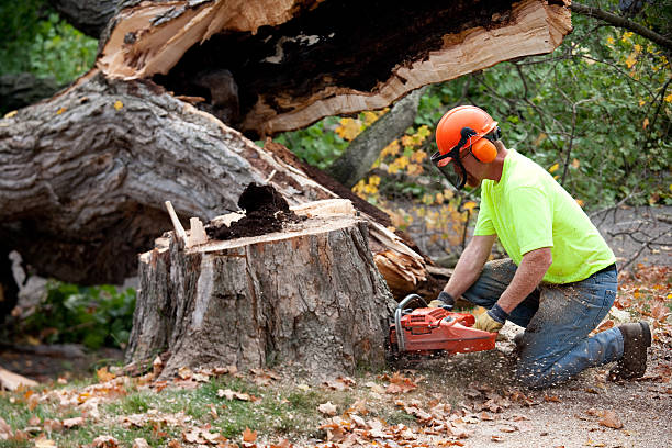 Best Tree Removal  in Myrtletown, CA