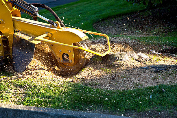 Best Tree and Shrub Care  in Myrtletown, CA