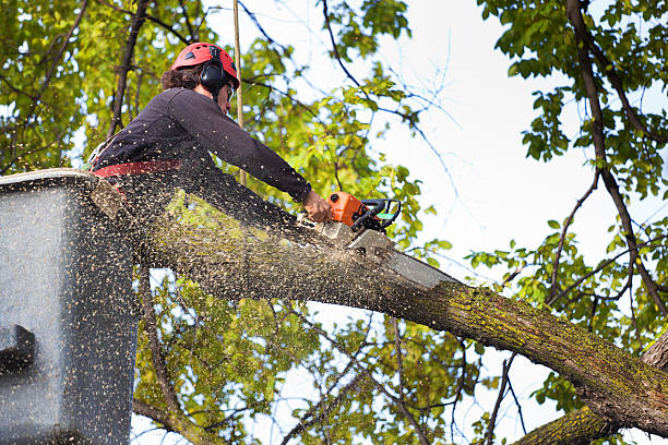 Best Commercial Tree Services  in Myrtletown, CA